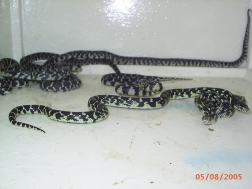 Fotografia de Feliciano - Galeria Fotografica: Reproduccion - Foto: Lampropeltis getulus sticticeps