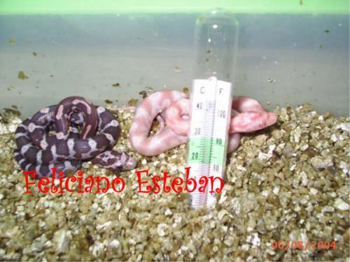 Fotografia de Feliciano - Galeria Fotografica: Reproduccion - Foto: Pantherophis guttatus