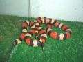 Fotos de Feliciano -  Foto: Lampropeltis - Lampropeltis triangulum campbelli,  fase Apricot