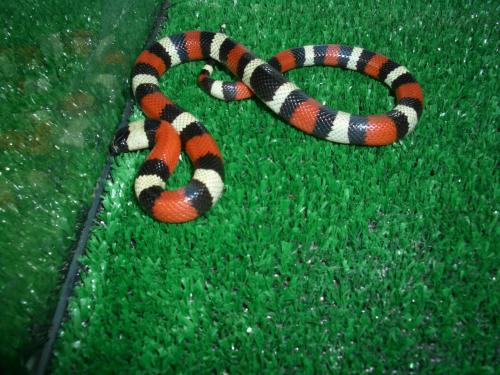 Fotografia de Feliciano - Galeria Fotografica: Lampropeltis - Foto: Lampropeltis triangulum campbelli, Nominal