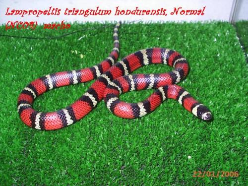 Fotografia de Feliciano - Galeria Fotografica: Lampropeltis - Foto: Lampropeltis triangulum honduresis, Nominal