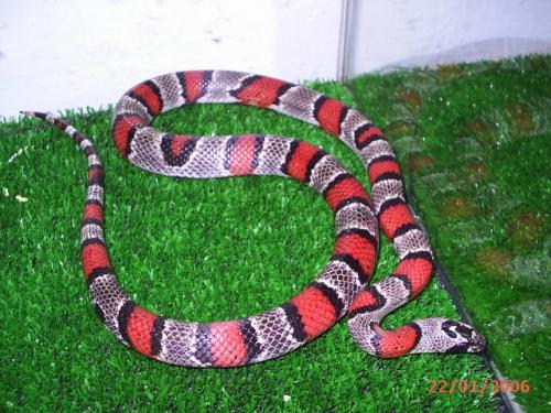 Fotografia de Feliciano - Galeria Fotografica: Lampropeltis - Foto: Lampropeltis alterna