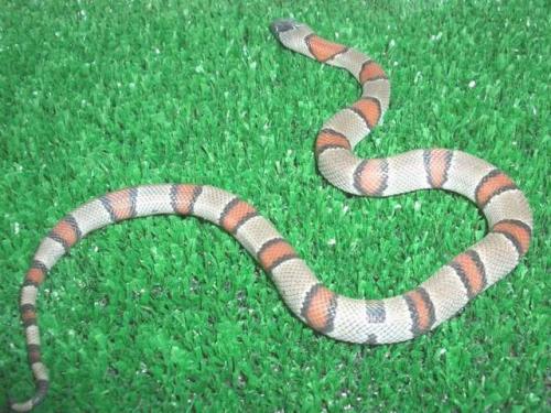 Fotografia de Feliciano - Galeria Fotografica: Lampropeltis - Foto: Lampropeltis alterna, fase Blair