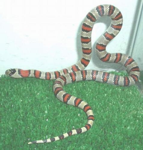 Fotografia de Feliciano - Galeria Fotografica: Lampropeltis - Foto: Lampropeltis mexicana thayeri Fase leonis