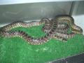 Fotos de Feliciano -  Foto: Lampropeltis - Lampropeltis getulus splendida