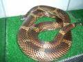 Fotos de Feliciano -  Foto: Lampropeltis - Lampropeltis getulus goini