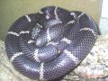 Fotos de Feliciano -  Foto: Lampropeltis - Lampropeltis getulus getulus