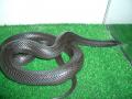 Fotos de Feliciano -  Foto: Lampropeltis - Lampropeltis getulus negritus