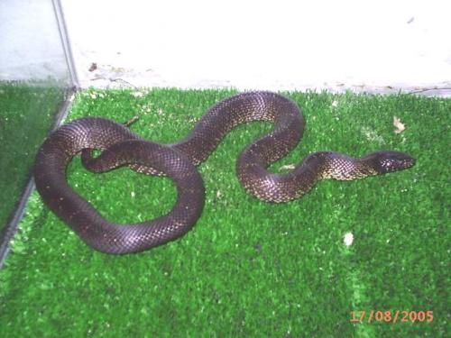 Fotografia de Feliciano - Galeria Fotografica: Lampropeltis - Foto: Lampropeltis getulus niger