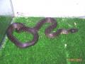 Fotos de Feliciano -  Foto: Lampropeltis - Lampropeltis getulus niger