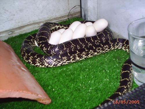 Fotografia de Feliciano - Galeria Fotografica: Reproduccion - Foto: Lampropeltis getulus splendida con su puesta