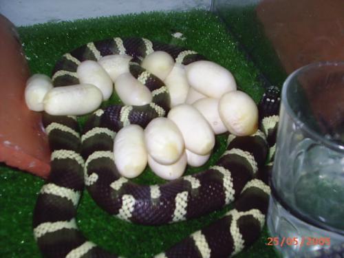 Fotografia de Feliciano - Galeria Fotografica: Reproduccion - Foto: Lampropeltis californiae, Anillada Desertica con s