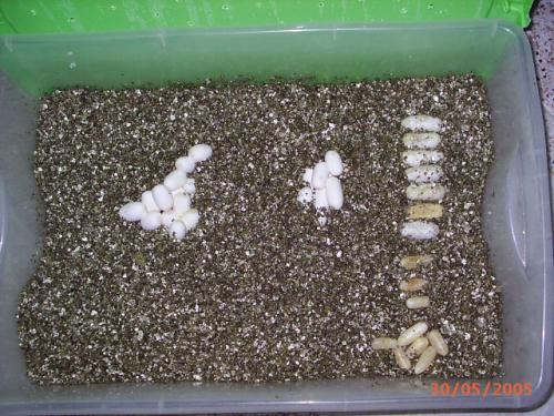 Fotografia de Feliciano - Galeria Fotografica: Reproduccion - Foto: Puesta Pantherophis 2005