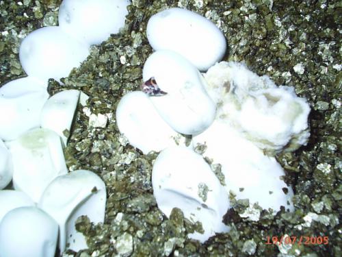 Fotografia de Feliciano - Galeria Fotografica: Reproduccion - Foto: Nacimiento de Pantherophis guttatus