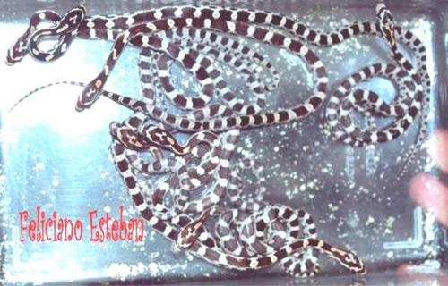 Fotografia de Feliciano - Galeria Fotografica: Reproduccion - Foto: Crias de Pantherophis guttatus