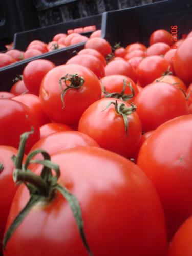 Fotografia de angel el pollo hernandez - Galeria Fotografica: el mundo y yo - Foto: rojo