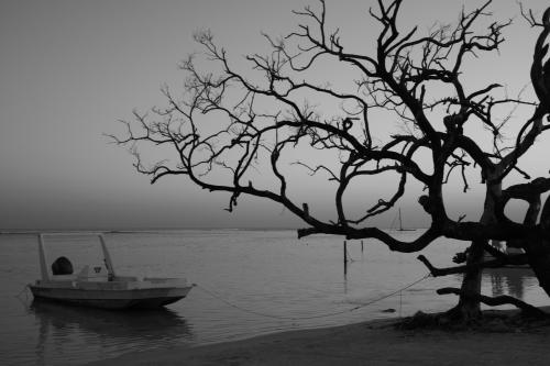 Fotografia de Paulina Gutierrez - Galeria Fotografica: Naturaleza B/W - Foto: Despues del huracan viene la calma