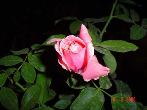 Fotografia de ALMAyVIDA - Galeria Fotografica: Gestos de Amor - Foto: un boton