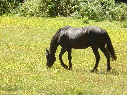 Fotografia de  - Galeria Fotografica: MAJESTUOSIDAD DE NATURA - Foto: Caballo en Pradera