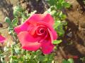 Fotos de ALMAyVIDA -  Foto: Gestos de Amor - Hermosa Rosa