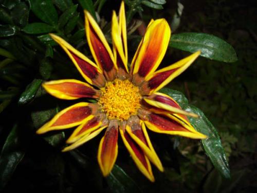 Fotografia de ALMAyVIDA - Galeria Fotografica: Gestos de Amor - Foto: el sol convertido en flor