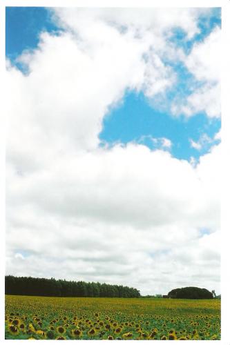 Fotografia de Tomas Gorostiaga - Galeria Fotografica: Girasol - Foto: Girasol