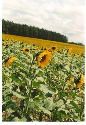 Fotografia de Tomas Gorostiaga - Galeria Fotografica: Girasol - Foto: Colores