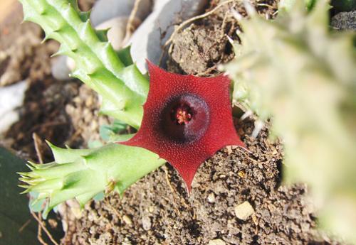 Fotografia de Montoya Jaimes - Galeria Fotografica: Mxico . . otra mirada - Foto: naturalmente pentgono