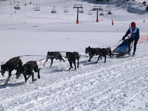 Fotografia de Jos M - Galeria Fotografica: Perros con trineo - Foto: Baqueira Beret								