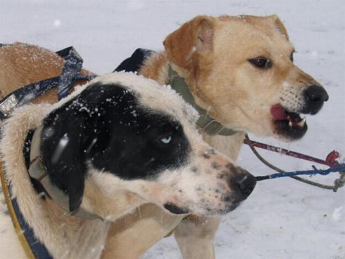 Fotografia de Jos M - Galeria Fotografica: Perros con trineo - Foto: Baqueira Beret								