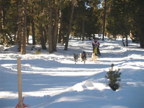 Fotografia de Jos� M� - Galeria Fotografica: Perros con trineo - Foto: Font Romeu								