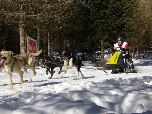 Fotografia de Jos M - Galeria Fotografica: Perros con trineo - Foto: Font Romeu								