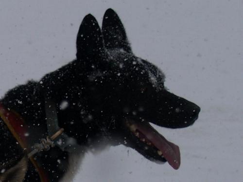 Fotografia de Jos M - Galeria Fotografica: Perros con trineo - Foto: Font Romeu								