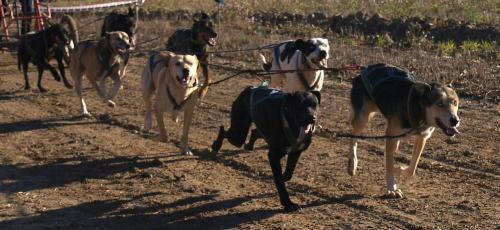 Fotografia de Jos M - Galeria Fotografica: Perros con trineo - Foto: Alcoi								