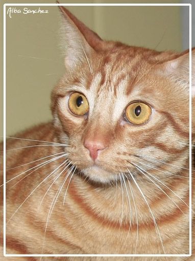 Fotografia de AlbaSnchezC. - Galeria Fotografica: Gatos - Foto: 