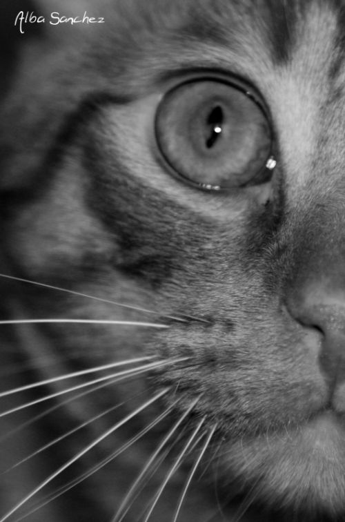 Fotografia de AlbaSnchezC. - Galeria Fotografica: Gatos - Foto: 