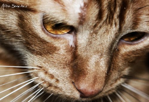 Fotografia de AlbaSnchezC. - Galeria Fotografica: Gatos - Foto: 