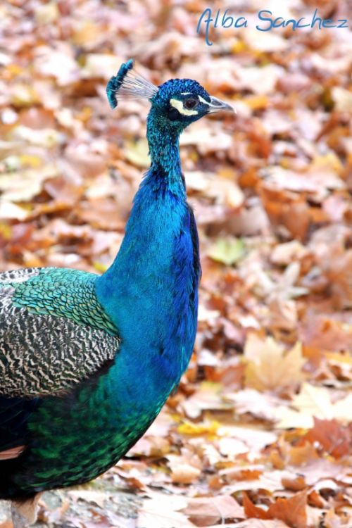 Fotografia de AlbaSnchezC. - Galeria Fotografica: Otoo - Foto: 