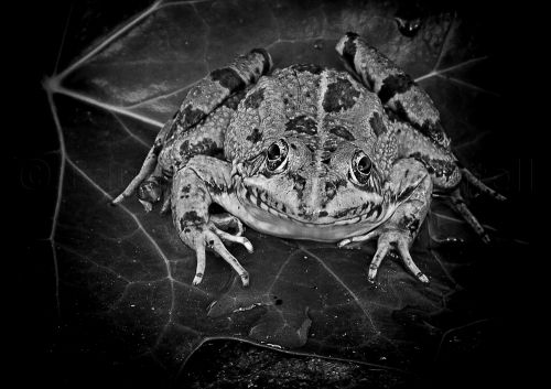 Fotografia de Eduardo - Galeria Fotografica: FOTOGRAFA - Foto: Rana