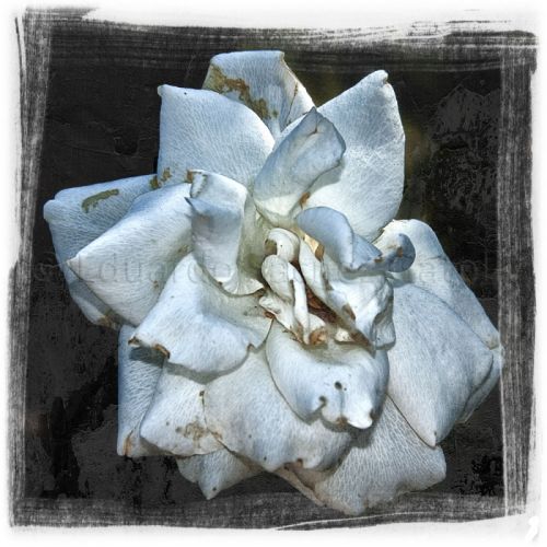 Fotografia de Eduardo - Galeria Fotografica: FOTOGRAFA - Foto: Rosa marchita