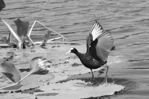 Fotografia de Alejandro Rule - Galeria Fotografica: ByN - Foto: Saltando