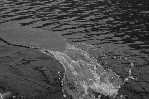 Fotografia de Alejandro Rule - Galeria Fotografica: ByN - Foto: Remo