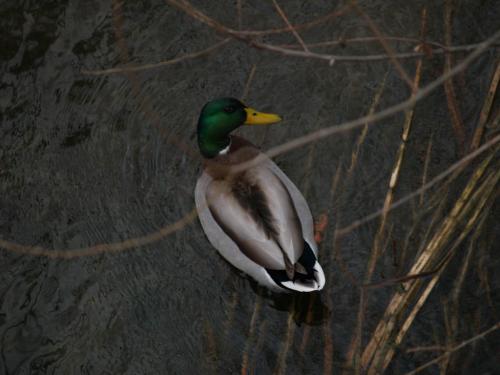 Fotografia de Marco Antonio Pereira Fernandes - Galeria Fotografica: Ellos y ellas son todo - Foto: �nade