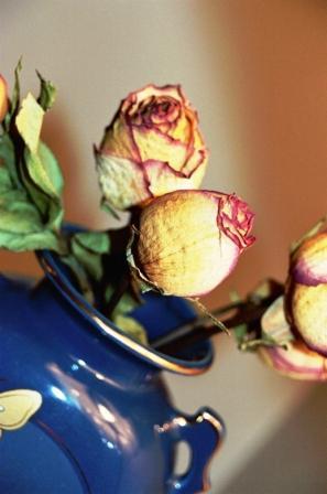 Fotografia de Ross - Galeria Fotografica: Flores en Show - Foto: Florerito