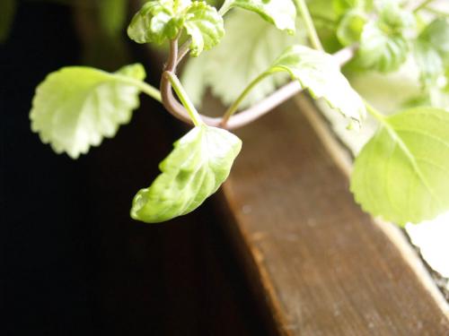 Fotografia de Marco Antonio Pereira Fernandes - Galeria Fotografica: Ellos y ellas son todo - Foto: Una de ellas