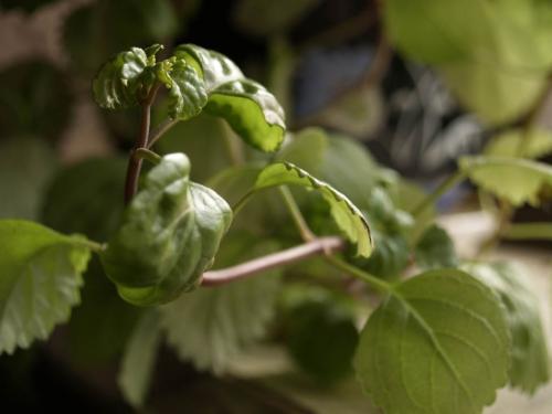 Fotografia de Marco Antonio Pereira Fernandes - Galeria Fotografica: Ellos y ellas son todo - Foto: Otra de ella
