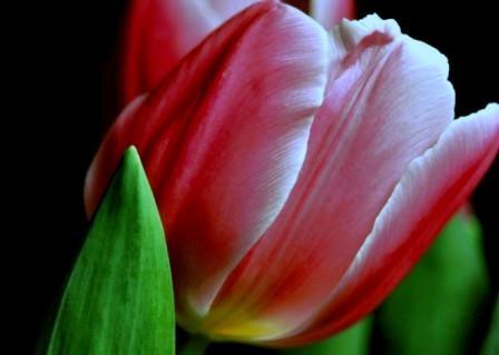 Fotografia de Ross - Galeria Fotografica: Flores en Show - Foto: Rosadita