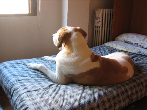 Fotografia de Juan Patricio - Galeria Fotografica: FoxHound - Foto: Pensativo