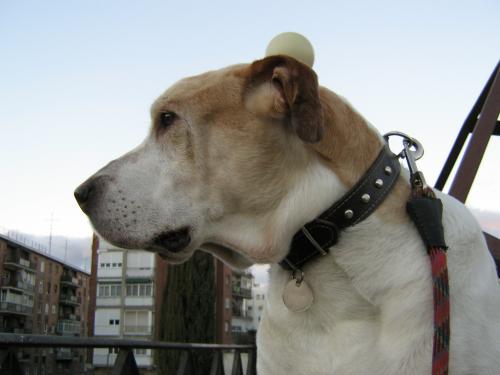 Fotografia de record - Galeria Fotografica: Record - Foto: Mi perfil duro