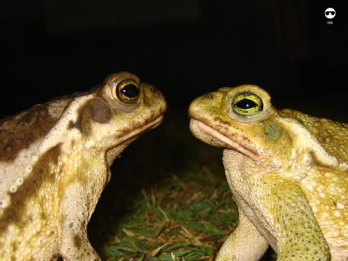 Fotografia de AAC Sinfilm - Galeria Fotografica: Sinfilm - Foto: Mirame a los Ojos